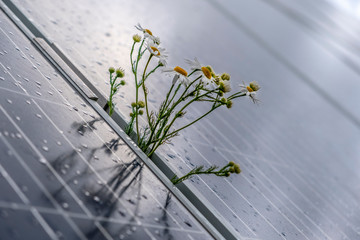 Camomille flowers growing through solar panel. Ecological friendly electricity generation. Solar panel.