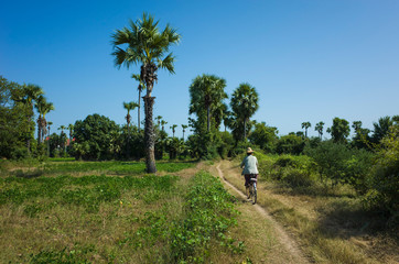 Fototapeta na wymiar Burmese woman is cycling on small path in rural area along green fields with palm trees in Inwa (Ava), Myanmar