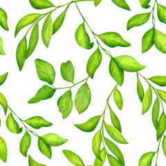 Watercolor green citrus leaves seamless pattern. Hand drawn twigs and tree branches illustration isolated on white background. Herbs for cosmetics, package, textile, cards, decoration.