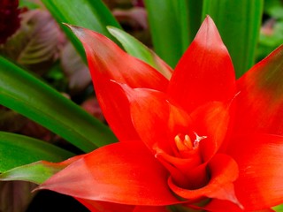 グスマニアの花