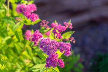 Obraz premium Spiraea Japonica with yellow leaves and pink flowers on dark background.Close up.Soft focus.Concept of the choice of decorative plants for landscaping of gardens, parks.