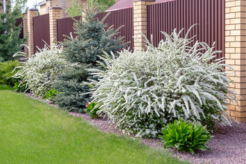 Spiraea with white flowering branches,blue spruce,cedar,green juniper growing along  brown fence in...