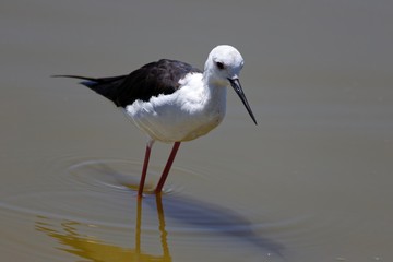 Stelzenläufer