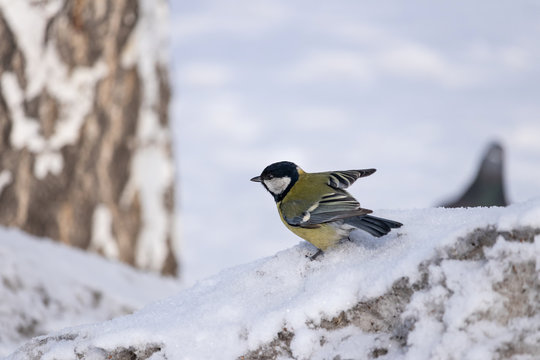 arus major tit sitting in the snow prepared for takeoff