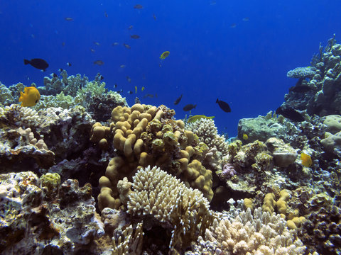 The Best Coral Reef Locations: Red Sea are the largest natural structures