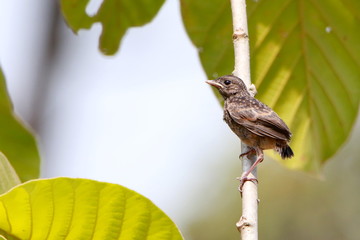 bird on a branch