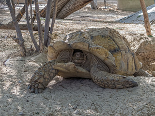 Large desert turtle (Gopherus agassizii) scaredly pulled its head into the carapache