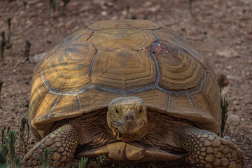 Large elephant tortoise (Chelonoidis elephantopus) quickly goes forward