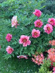 Bush of blooming bright pink tree-shaped Chinese peonies