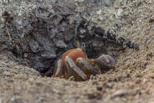 Land crab (Cardisoma carnifex) peeps out of its hole and carefully inspects