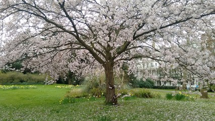 Cherry blossom in London Parks