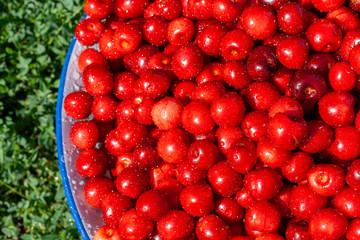 Fresh cherries in a bowl