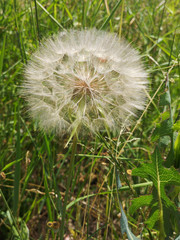 Closeup of White Dandelion in Green Field
