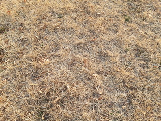 fall grass texture