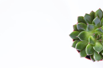 Succulent in pot isolated on white background copy space