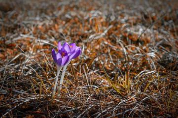 Spring time in nature. Flower Crocus or saffron blooms in nature on a meadow in dry grass.