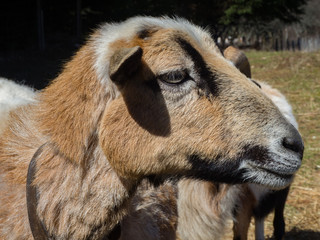 Fototapeta premium Portrait of a brown female goat on pasture