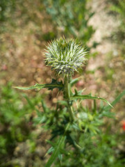 Spear Thistle Flower Stamen and Green Leaves