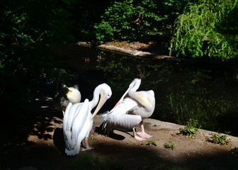  large white birds pelicans are sitting in the sun on the shore of the pond. Zoo in Kaliningrad.