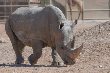 A white rhinoceros or square-lipped rhinoceros (Ceratotherium simum) close-up walking through the dry desert dirt.