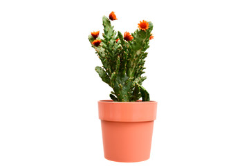 Beautiful cactus or succulent plant in flower pot isolated on white background. This plant used for decoration home, office, living room or your garden.