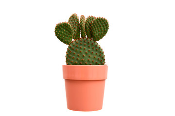 Beautiful cactus or succulent plant in flower pot isolated on white background. This plant used for decoration home, office, living room or your garden.