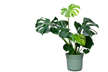 Beautiful of Monstera Deliciosa or Swiss Cheese plant in the green flower pot with sun reflection isolated on white background. This plant used for decoration home, office, living room or your garden.