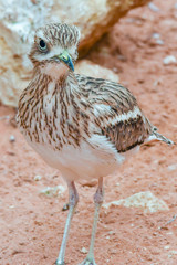 A spotted thick knee (Burhinus capensis) stands and looks around in the desert sand. Native to South Africa, Ethiopia, Kenya, Tanzania, and other parts of central Africa.