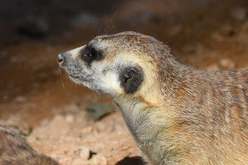 Fototapeta premium A meerkat profile close up in the desert (Suricata suricatta).