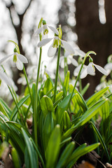 snowdrop