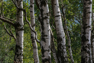 Forest full of birch trees. White trunks tree in green forest.