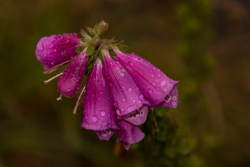 Purple bloom of foxglove (digitalis) in nature.