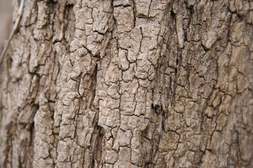 Close-up of a light brown tree bark on selective focus. Natural background