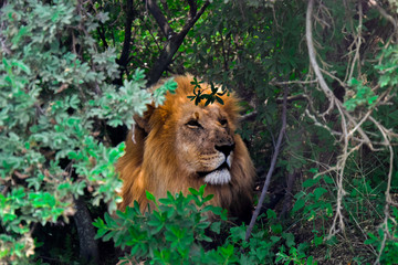 Lion Portrait in South Africa (wild)