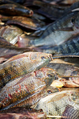Fresh Catch of Tilapia Fish on Sale at Nampan Market, Inle Lake, Myanmar