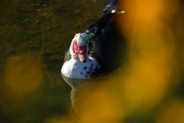 a duck in foreground with a nice plant framing. You can see the reflection in the watter. The colour of the framing is yellow
