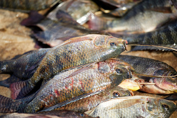 Fresh Tilapia Fish on Sale at Nampan Market, Inle Lake, Myanmar