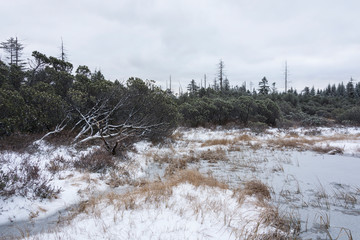 Winter landscape with frozen small lake. Area of swamps and peat bog. Dry tree and soft thin layer of snow.