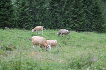 Vacas