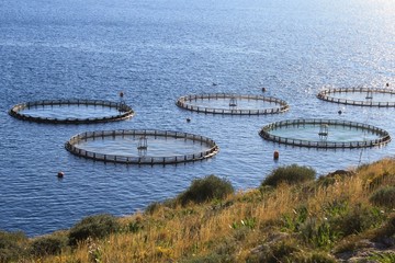 Obraz premium Aquaculture settlement, fish farm with floating circle cages around bay of Attica in Greece. 