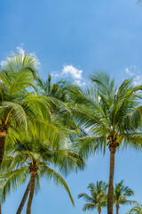 Fototapeta na wymiar Coconut trees at the tropical beach