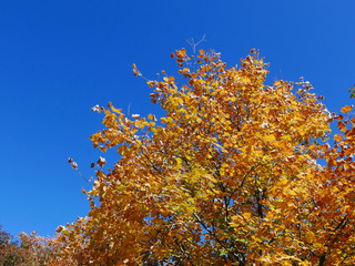 chioma brillante di albero con le foglie gialle autunnali contro il cielo blu © tiziana