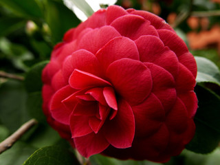 corolla rossa di camelia in fiore