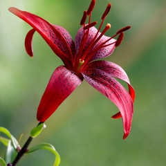 Red lily bud