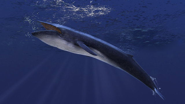 Blue whale underwater close to the sea surface chasing school of fish side view 3d rendering