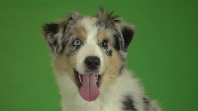 Australian Shepherd blue-eyed merle puppy on green screen