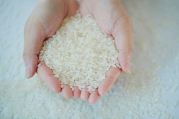 米 収穫 精米 農家