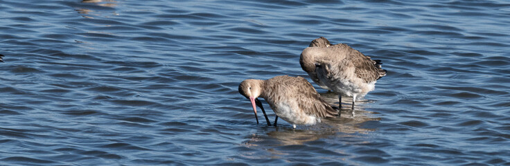barge à queue noire