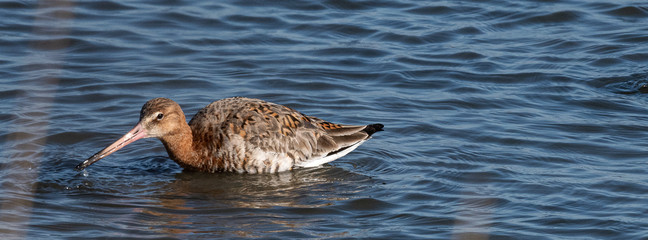 barge à queue noire