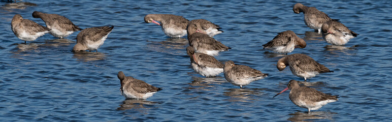 barge à queue noire